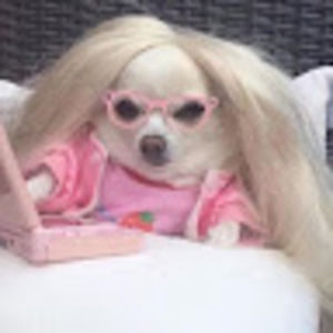 Meet your Posher, Bella